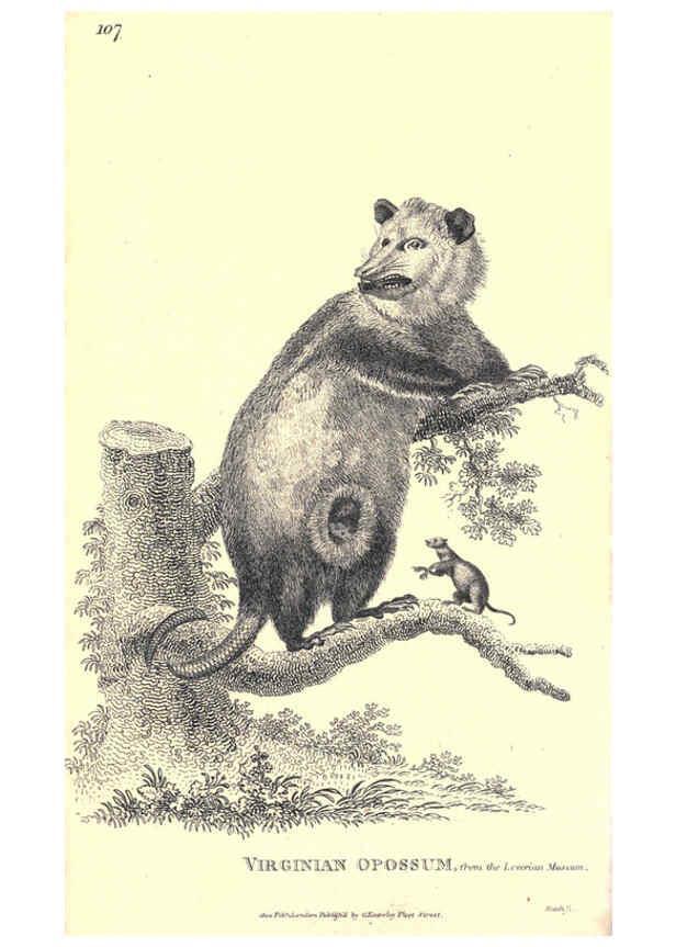 Reproducción/Reproduction 6302298381: General zoology, or Systematic natural history. v.1. pt. 2. London,Printed for G. Kearsley,1800-1826