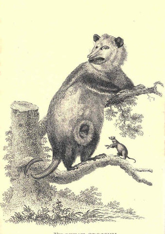 Reproducción/Reproduction 6302298381: General zoology, or Systematic natural history. v.1. pt. 2. London,Printed for G. Kearsley,1800-1826