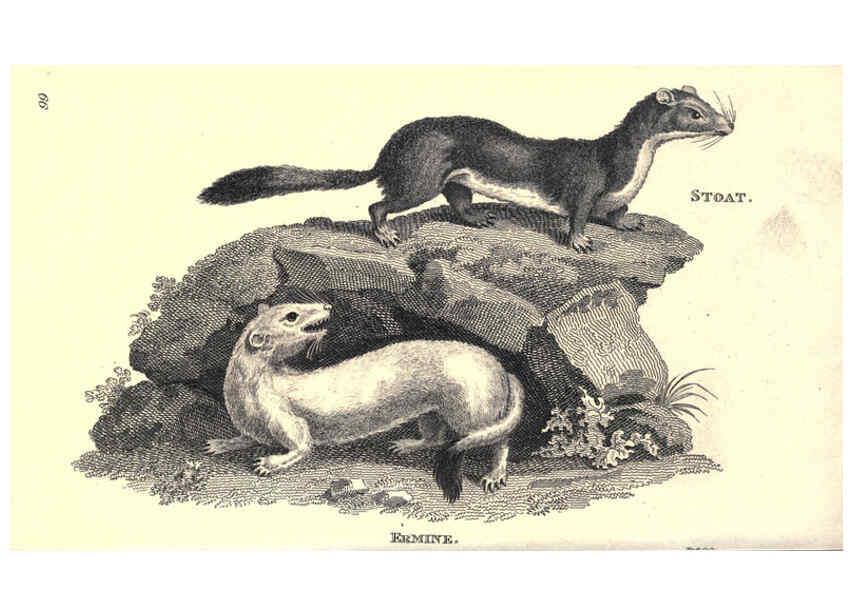 Reproducción/Reproduction 6302820942: General zoology, or Systematic natural history. v.1. pt. 2. London,Printed for G. Kearsley,1800-1826