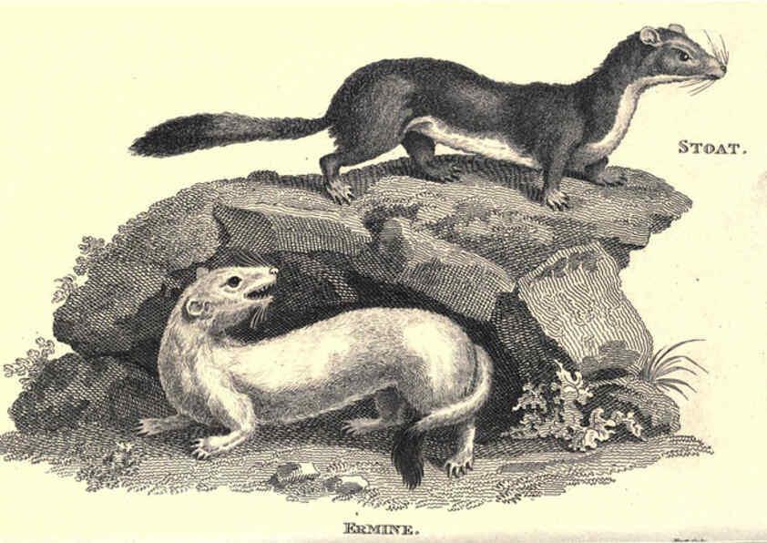 Reproducción/Reproduction 6302820942: General zoology, or Systematic natural history. v.1. pt. 2. London,Printed for G. Kearsley,1800-1826