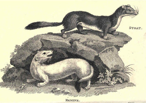 Reproducción/Reproduction 6302820942: General zoology, or Systematic natural history. v.1. pt. 2. London,Printed for G. Kearsley,1800-1826