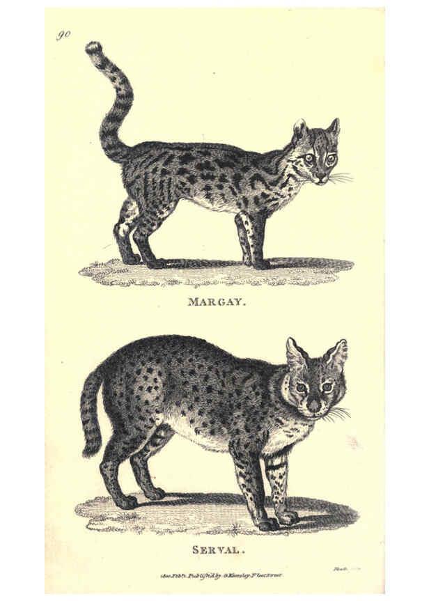 Reproducción/Reproduction 6302292685: General zoology, or Systematic natural history. v.1. pt. 2. London,Printed for G. Kearsley,1800-1826