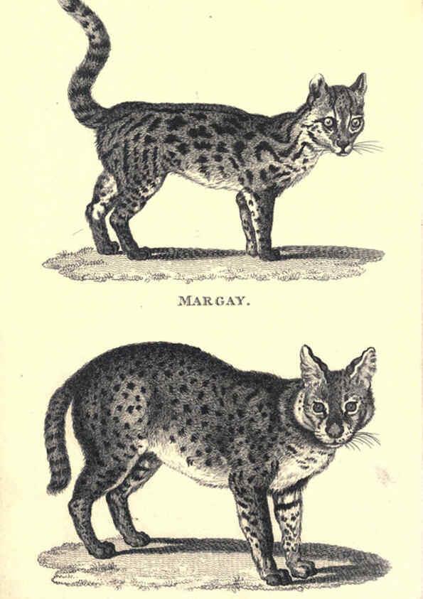 Reproducción/Reproduction 6302292685: General zoology, or Systematic natural history. v.1. pt. 2. London,Printed for G. Kearsley,1800-1826