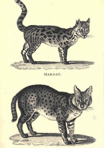 Reproducción/Reproduction 6302292685: General zoology, or Systematic natural history. v.1. pt. 2. London,Printed for G. Kearsley,1800-1826