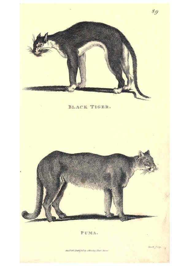 Reproducción/Reproduction 6302817304: General zoology, or Systematic natural history. v.1. pt. 2. London,Printed for G. Kearsley,1800-1826