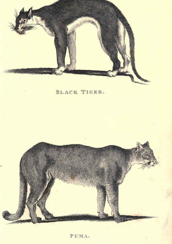 Reproducción/Reproduction 6302817304: General zoology, or Systematic natural history. v.1. pt. 2. London,Printed for G. Kearsley,1800-1826
