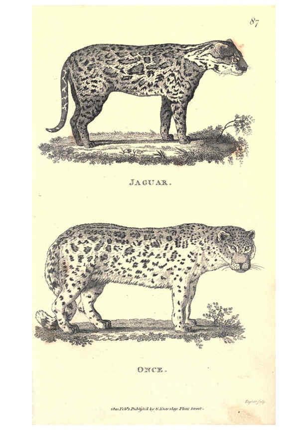 Reproducción/Reproduction 6302291485: General zoology, or Systematic natural history. v.1. pt. 2. London,Printed for G. Kearsley,1800-1826