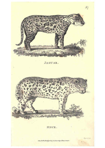 Reproducción/Reproduction 6302291485: General zoology, or Systematic natural history. v.1. pt. 2. London,Printed for G. Kearsley,1800-1826
