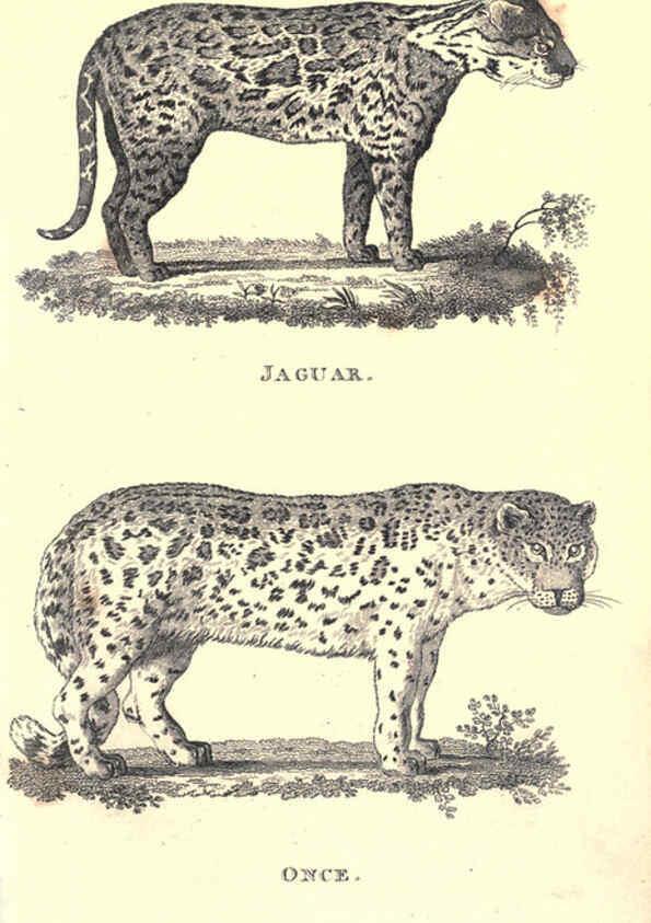 Reproducción/Reproduction 6302291485: General zoology, or Systematic natural history. v.1. pt. 2. London,Printed for G. Kearsley,1800-1826