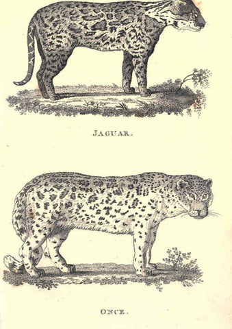 Reproducción/Reproduction 6302291485: General zoology, or Systematic natural history. v.1. pt. 2. London,Printed for G. Kearsley,1800-1826