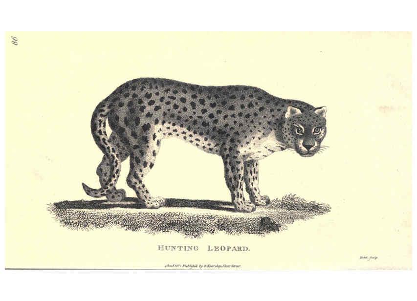 Reproducción/Reproduction 6302816336: General zoology, or Systematic natural history. v.1. pt. 2. London,Printed for G. Kearsley,1800-1826