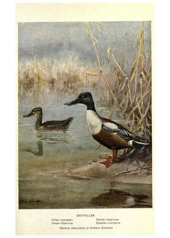 Reproducción/Reproduction 6302204663: Portraits and habits of our birds v.2. New York city :National association of Audubon societies,1920- 