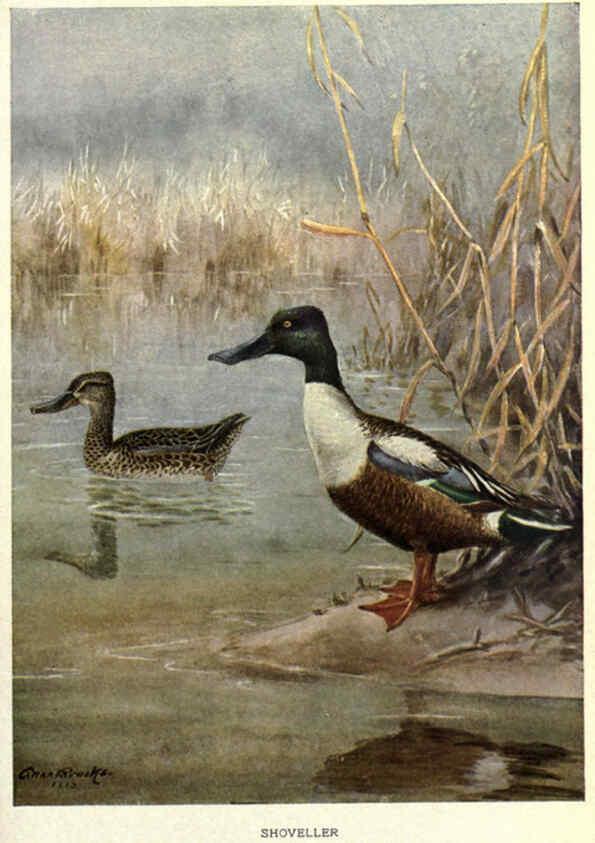 Reproducción/Reproduction 6302204663: Portraits and habits of our birds v.2. New York city :National association of Audubon societies,1920- 