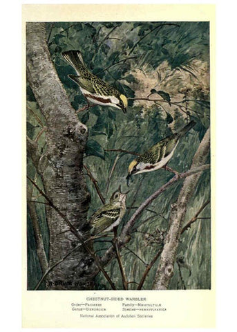 Reproducción/Reproduction 6302730702: Portraits and habits of our birds v.2. New York city :National association of Audubon societies,1920- 