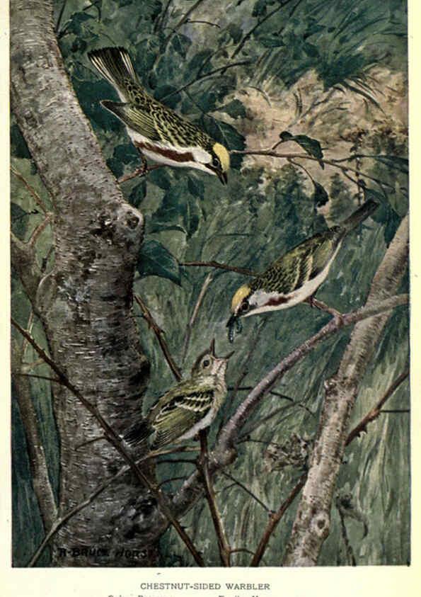 Reproducción/Reproduction 6302730702: Portraits and habits of our birds v.2. New York city :National association of Audubon societies,1920- 