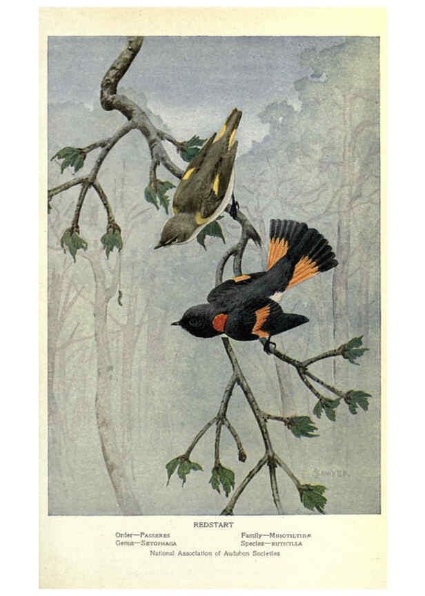 Reproducción/Reproduction 6302205283: Portraits and habits of our birds v.2. New York city :National association of Audubon societies,1920- 