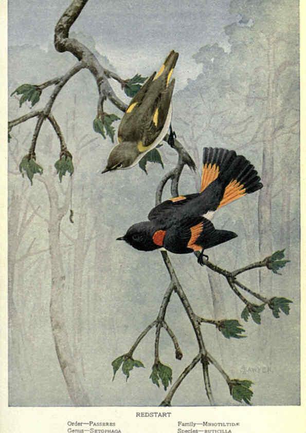 Reproducción/Reproduction 6302205283: Portraits and habits of our birds v.2. New York city :National association of Audubon societies,1920- 