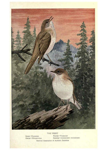 Reproducción/Reproduction 6302205689: Portraits and habits of our birds v.2. New York city :National association of Audubon societies,1920- 