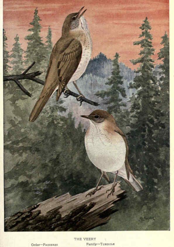 Reproducción/Reproduction 6302205689: Portraits and habits of our birds v.2. New York city :National association of Audubon societies,1920- 