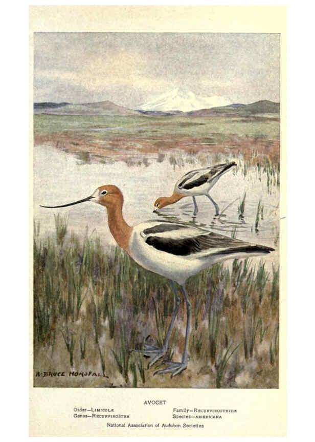Reproducción/Reproduction 6302731976: Portraits and habits of our birds v.2. New York city :National association of Audubon societies,1920- 