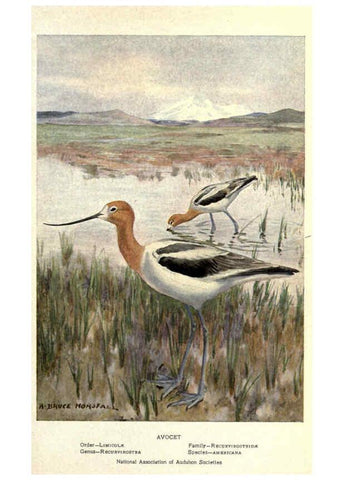 Reproducción/Reproduction 6302731976: Portraits and habits of our birds v.2. New York city :National association of Audubon societies,1920- 