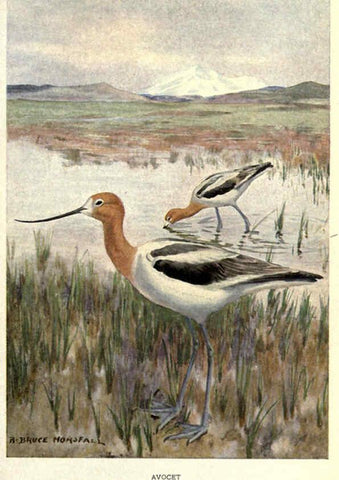 Reproducción/Reproduction 6302731976: Portraits and habits of our birds v.2. New York city :National association of Audubon societies,1920- 