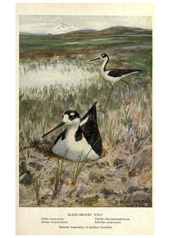 Reproducción/Reproduction 6302732342: Portraits and habits of our birds v.2. New York city :National association of Audubon societies,1920- 