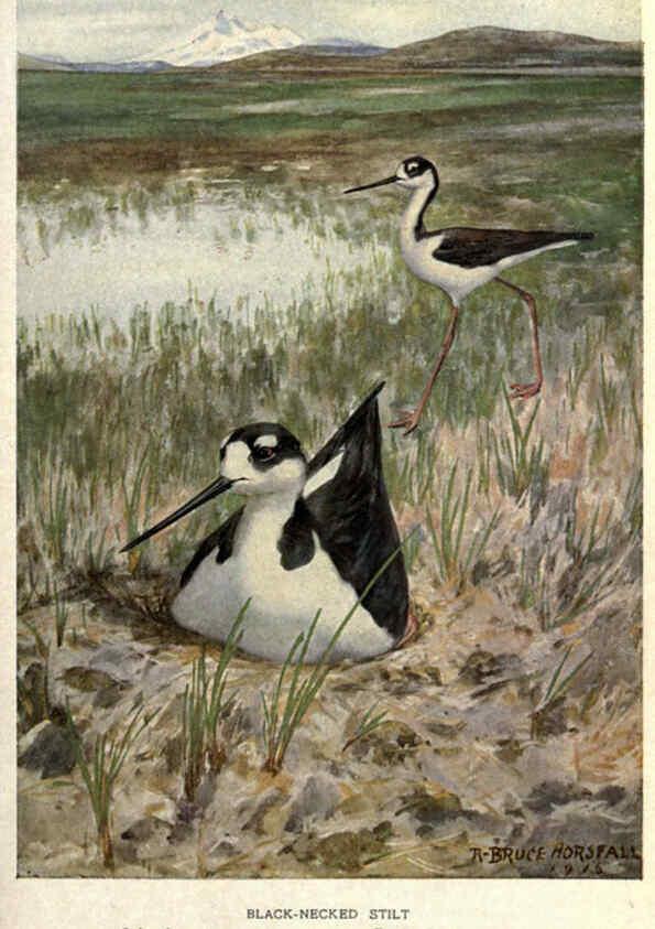 Reproducción/Reproduction 6302732342: Portraits and habits of our birds v.2. New York city :National association of Audubon societies,1920- 