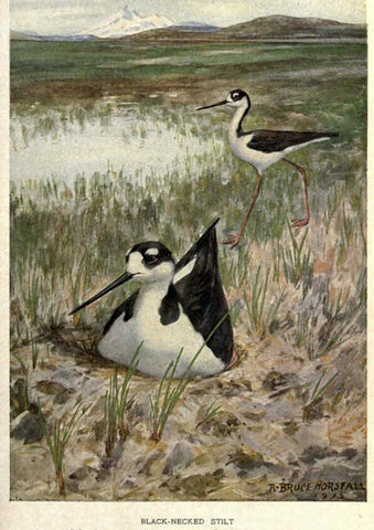 Reproducción/Reproduction 6302732342: Portraits and habits of our birds v.2. New York city :National association of Audubon societies,1920- 