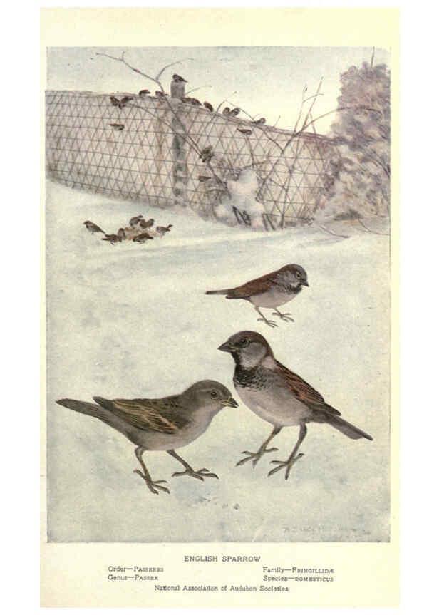 Reproducción/Reproduction 6302732556: Portraits and habits of our birds v.2. New York city :National association of Audubon societies,1920- 