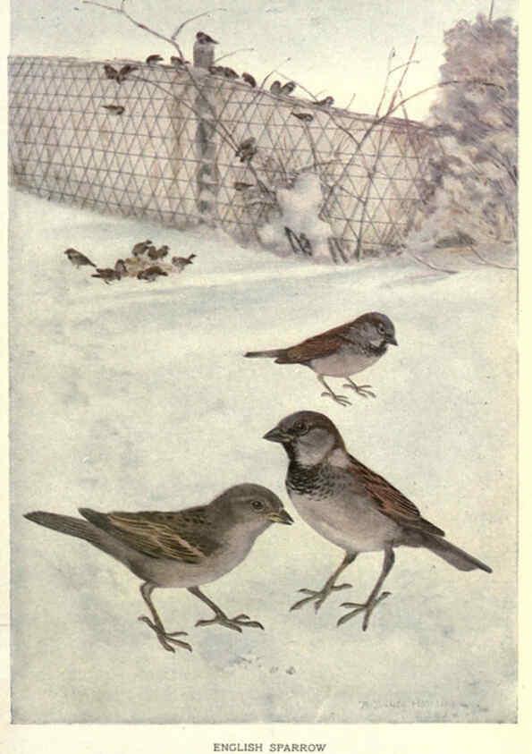 Reproducción/Reproduction 6302732556: Portraits and habits of our birds v.2. New York city :National association of Audubon societies,1920- 