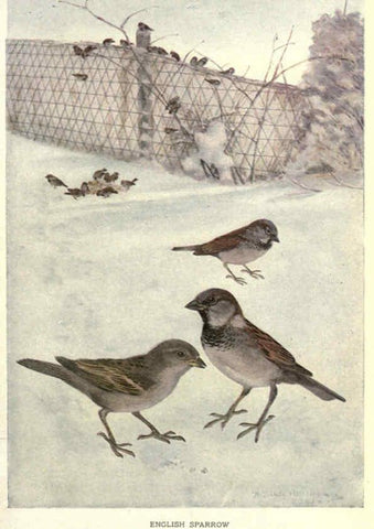 Reproducción/Reproduction 6302732556: Portraits and habits of our birds v.2. New York city :National association of Audubon societies,1920- 