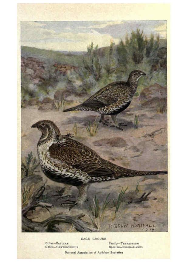 Reproducción/Reproduction 6302207187: Portraits and habits of our birds v.2. New York city :National association of Audubon societies,1920- 