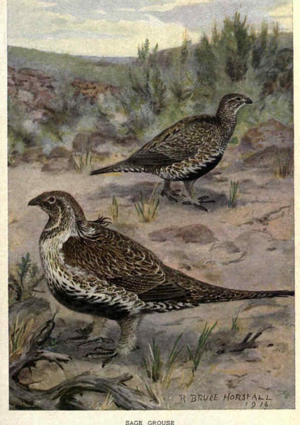 Reproducción/Reproduction 6302207187: Portraits and habits of our birds v.2. New York city :National association of Audubon societies,1920- 