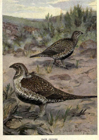 Reproducción/Reproduction 6302207187: Portraits and habits of our birds v.2. New York city :National association of Audubon societies,1920- 