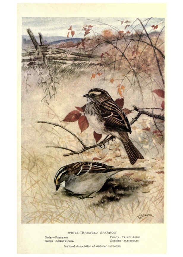 Reproducción/Reproduction 6302207575: Portraits and habits of our birds v.2. New York city :National association of Audubon societies,1920- 