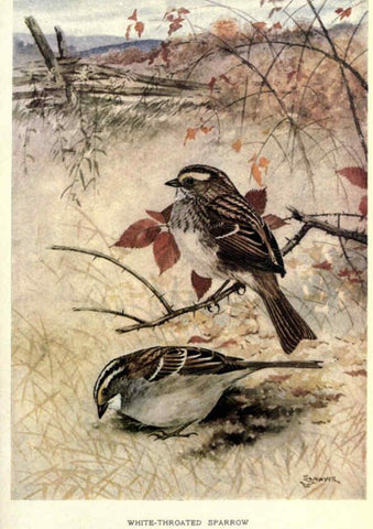 Reproducción/Reproduction 6302207575: Portraits and habits of our birds v.2. New York city :National association of Audubon societies,1920- 
