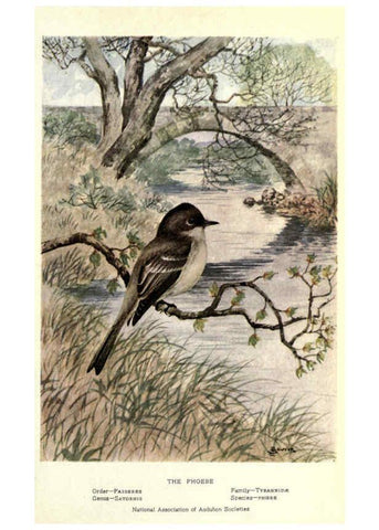 Reproducción/Reproduction 6302207827: Portraits and habits of our birds v.2. New York city :National association of Audubon societies,1920- 