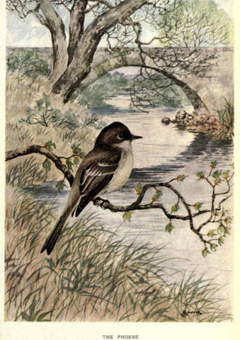 Reproducción/Reproduction 6302207827: Portraits and habits of our birds v.2. New York city :National association of Audubon societies,1920- 