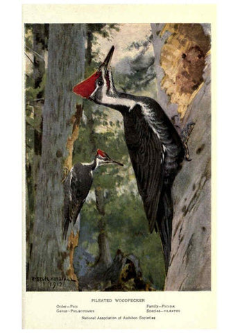 Reproducción/Reproduction 6302733756: Portraits and habits of our birds v.2. New York city :National association of Audubon societies,1920- 