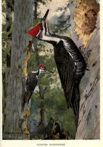 Reproducción/Reproduction 6302733756: Portraits and habits of our birds v.2. New York city :National association of Audubon societies,1920- 