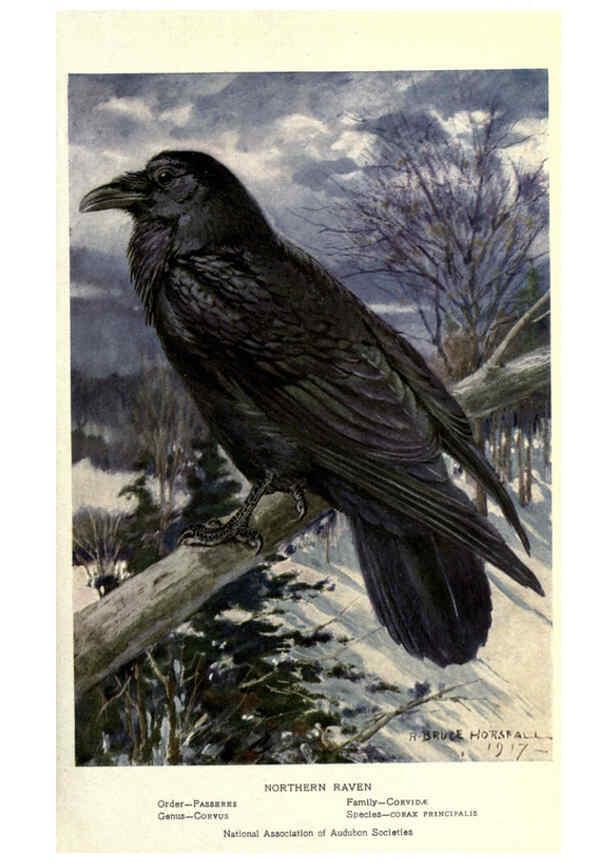 Reproducción/Reproduction 6302734256: Portraits and habits of our birds v.2. New York city :National association of Audubon societies,1920- 