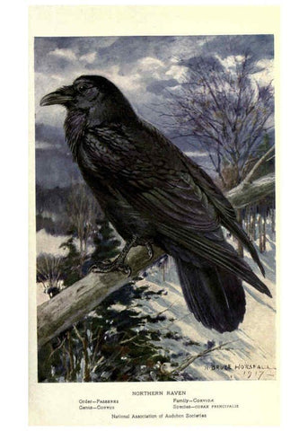 Reproducción/Reproduction 6302734256: Portraits and habits of our birds v.2. New York city :National association of Audubon societies,1920- 
