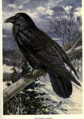 Reproducción/Reproduction 6302734256: Portraits and habits of our birds v.2. New York city :National association of Audubon societies,1920- 
