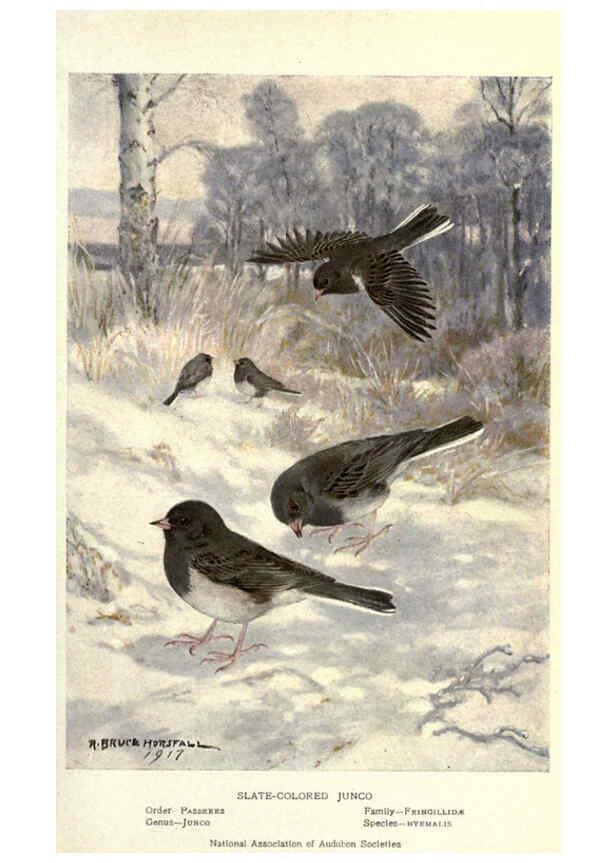 Reproducción/Reproduction 6302208939: Portraits and habits of our birds v.2. New York city :National association of Audubon societies,1920- 