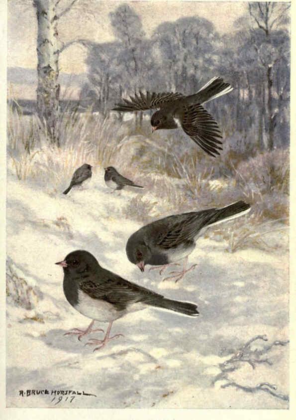 Reproducción/Reproduction 6302208939: Portraits and habits of our birds v.2. New York city :National association of Audubon societies,1920- 