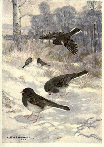Reproducción/Reproduction 6302208939: Portraits and habits of our birds v.2. New York city :National association of Audubon societies,1920- 