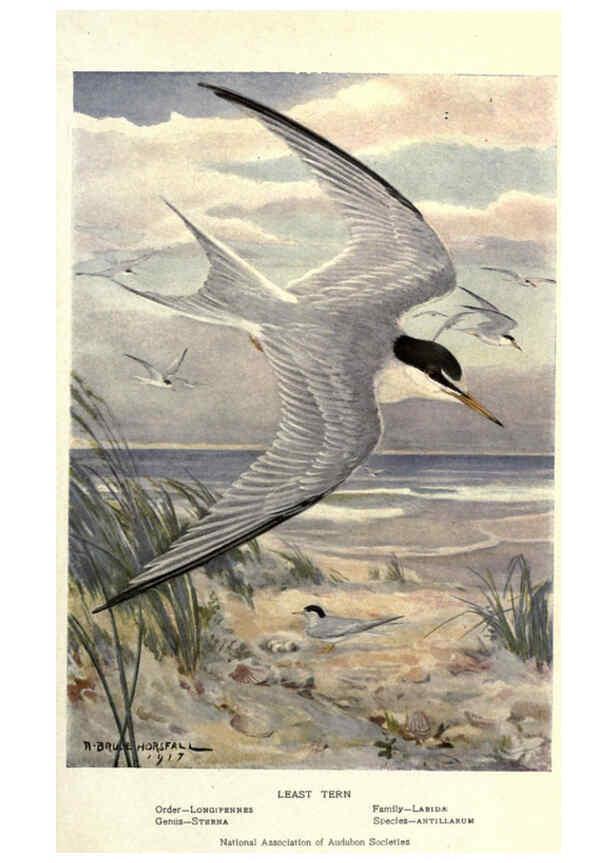 Reproducción/Reproduction 6302209303: Portraits and habits of our birds v.2. New York city :National association of Audubon societies,1920- 