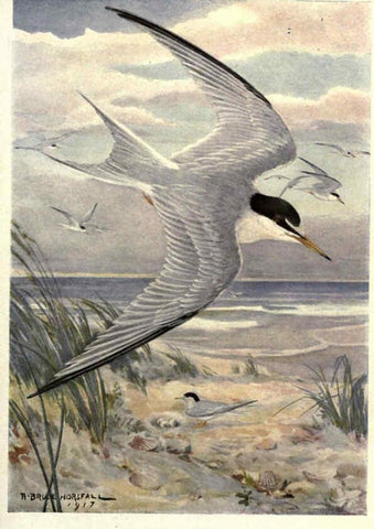 Reproducción/Reproduction 6302209303: Portraits and habits of our birds v.2. New York city :National association of Audubon societies,1920- 