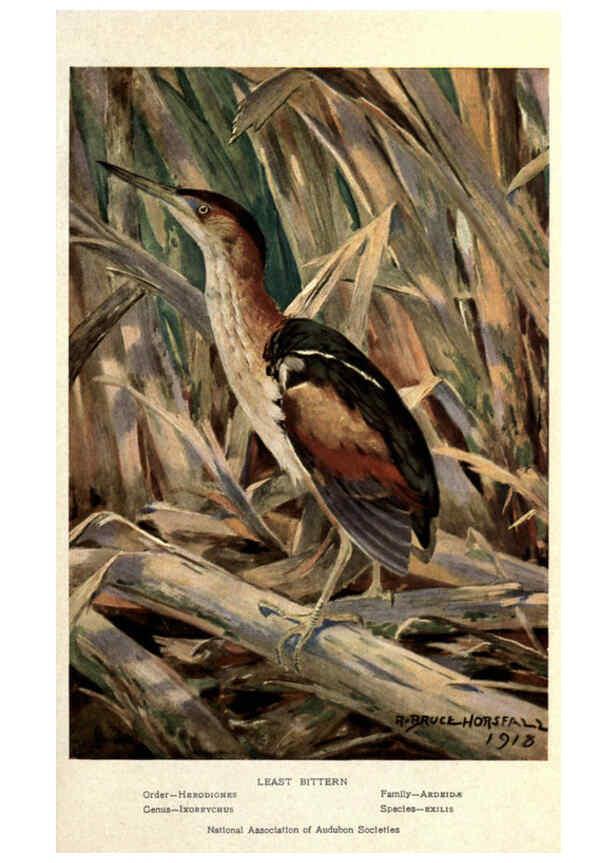 Reproducción/Reproduction 6302209625: Portraits and habits of our birds v.2. New York city :National association of Audubon societies,1920- 